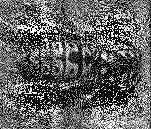 Falsche Kuckuckswespe