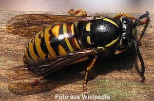 Rote Wespe